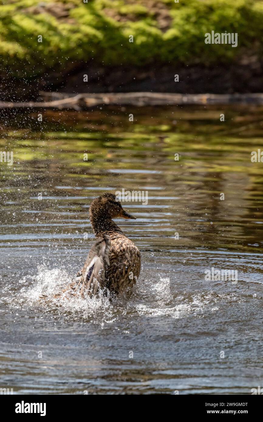 Action shots of a single female duck having a bath in the water