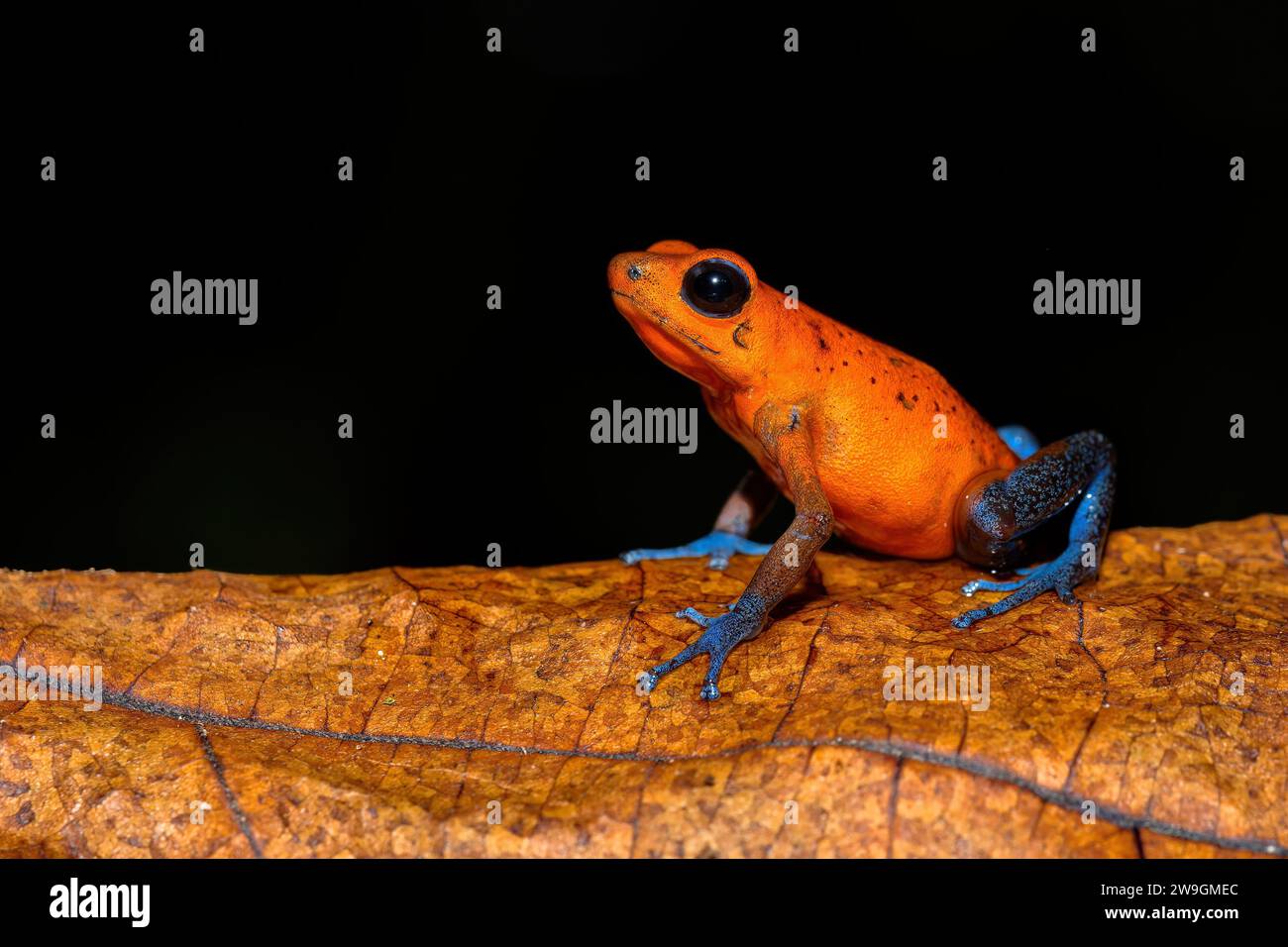 Portrait of an blue jeans dart frog on black background Stock Photo