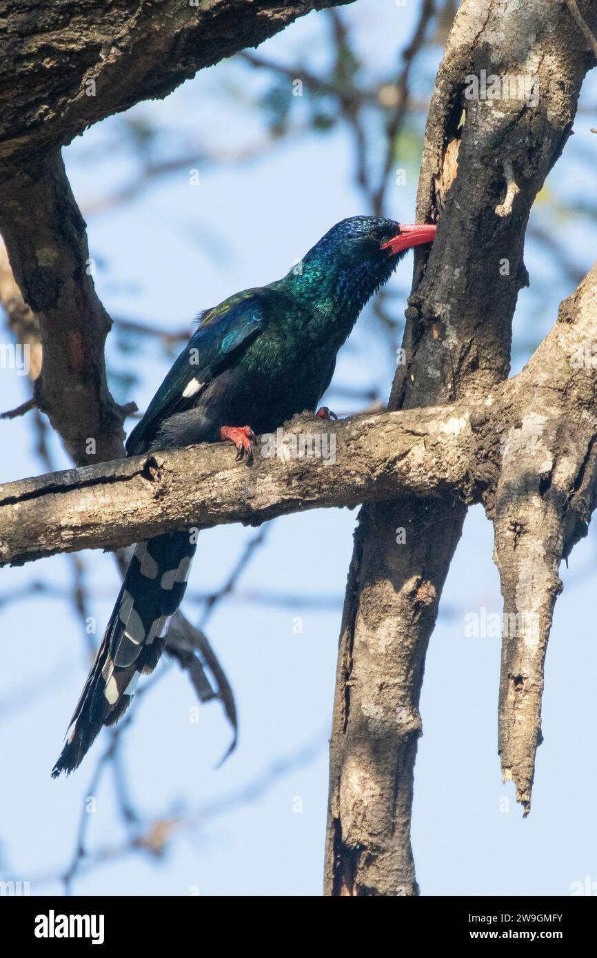 Green Wood Hoopoe (Phoeniculus purpureus) formerly Red-billed Wood Hoopoe foraging for insects  in a tree cavity, Limpopo, South Africa Stock Photo