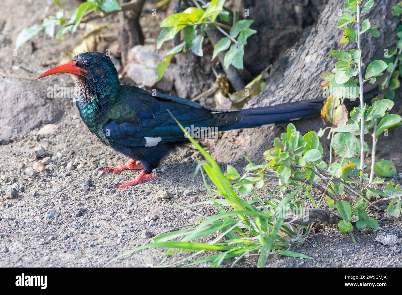 Green Wood Hoopoe (Phoeniculus purpureus) formerly Red-billed Wood Hoopoe, Limpopo, South Africa foraging on the ground in woodland Stock Photo