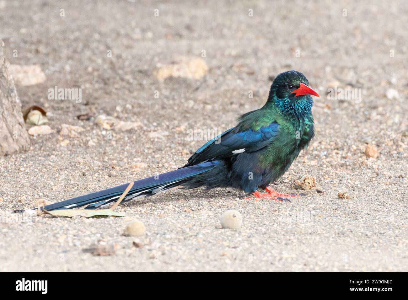 Green Wood Hoopoe (Phoeniculus purpureus) formerly Red-billed Wood Hoopoe, Limpopo, South Africaforaging on the ground Stock Photo