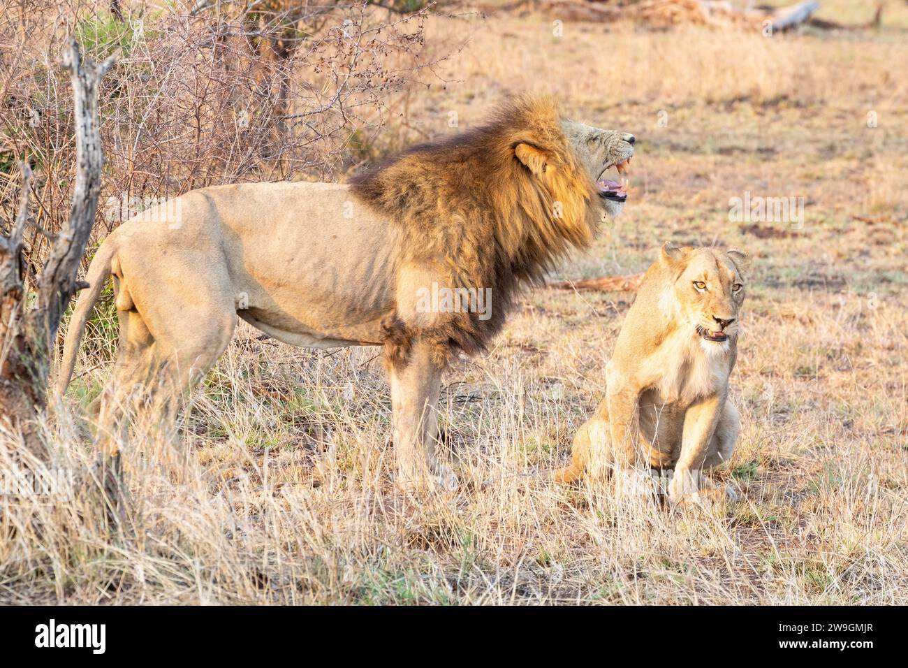 Breeding pair of African Lions (panthera leo). Male giving Flehman's Grimace, Limpopo, South Africa Stock Photo