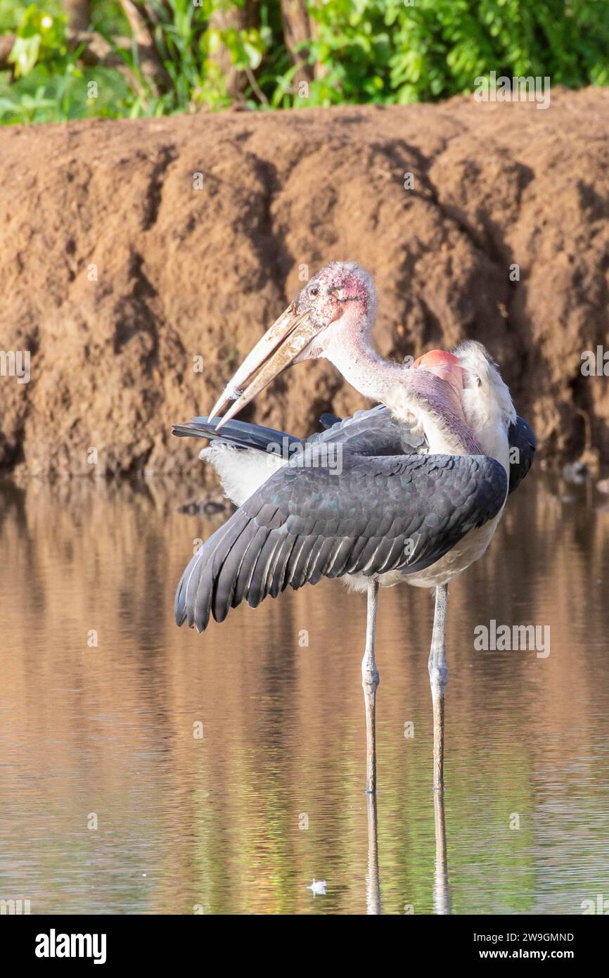 Marabou Stork (Leptoptilos crumeniferus) preening its feathers in a ...