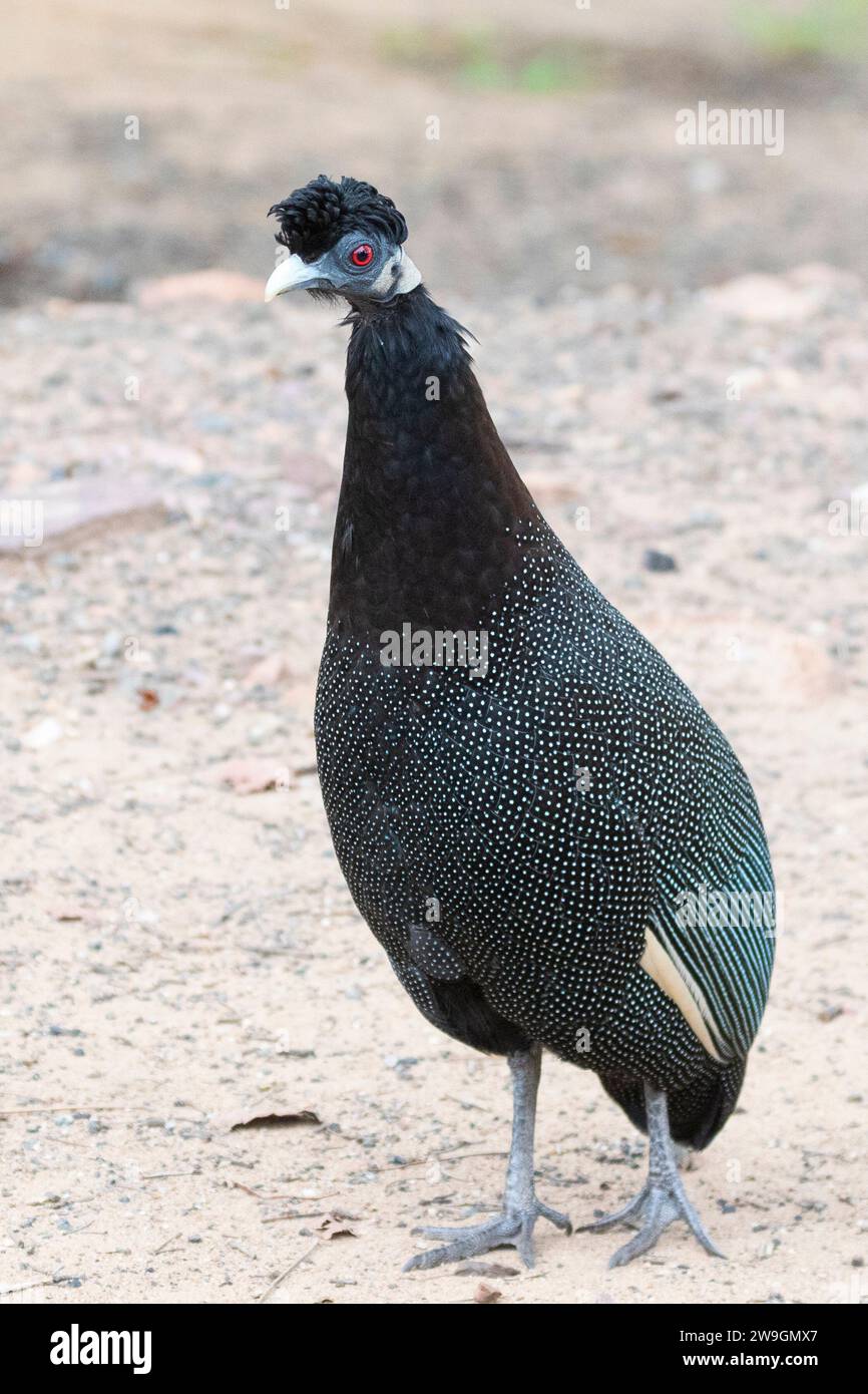 Southern Crested Guineafowl (Guttera edouardi), Limpopo, South Africa Stock Photo