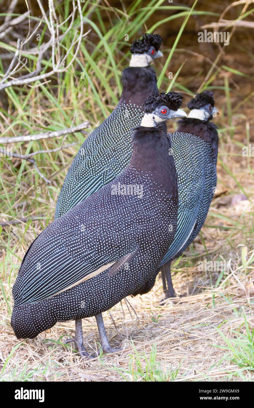 Southern Crested Guineafowl (Guttera edouardi), Limpopo, South Africa Stock Photo
