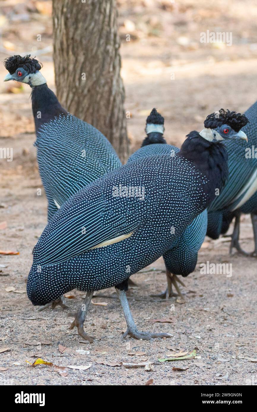 Southern Crested Guineafowl (Guttera edouardi), Limpopo, South Africa Stock Photo