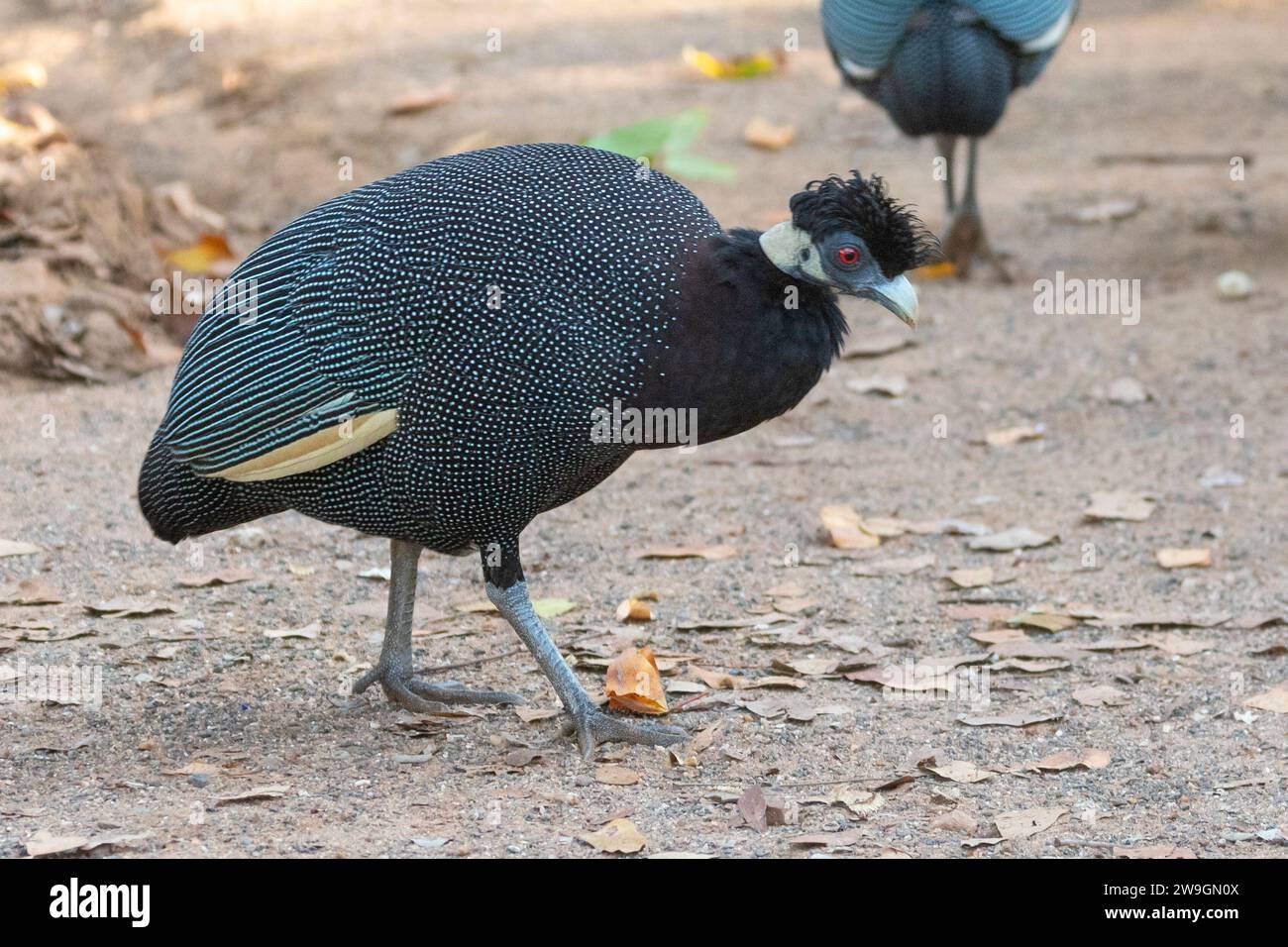 Southern Crested Guineafowl (Guttera edouardi), Limpopo, South Africa Stock Photo