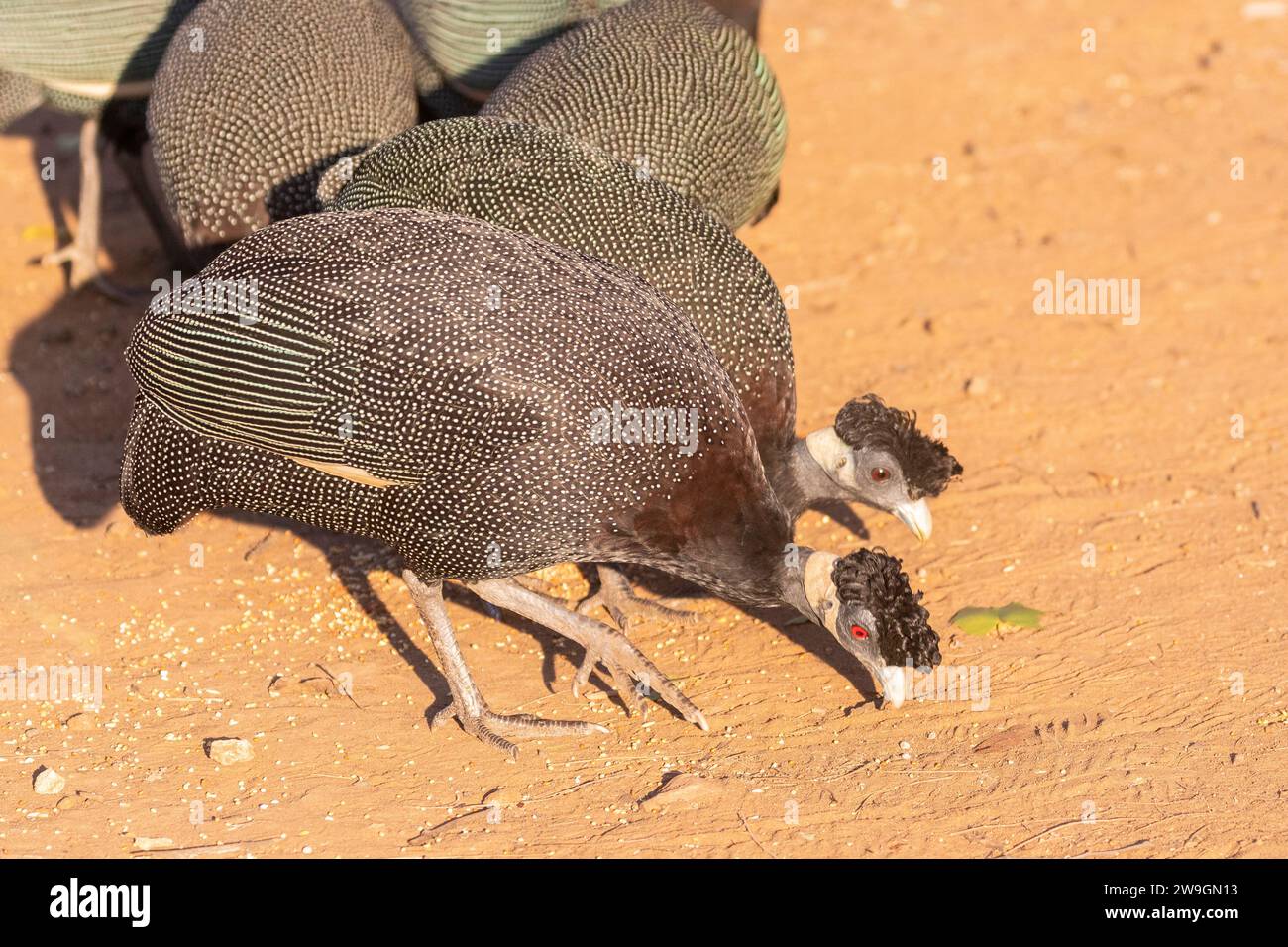 Flock of Southern Crested Guineafowl (Guttera edouardi), Limpopo, South Africa foraging at dawn Stock Photo