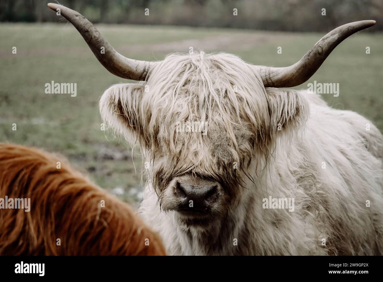White Highland Cow Pollok Park Glasgow Scotland Stock Photo