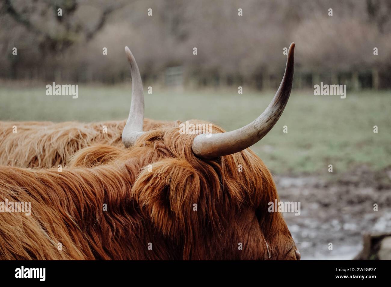 Scottish Highland Cow Pollok Park Glasgow Stock Photo