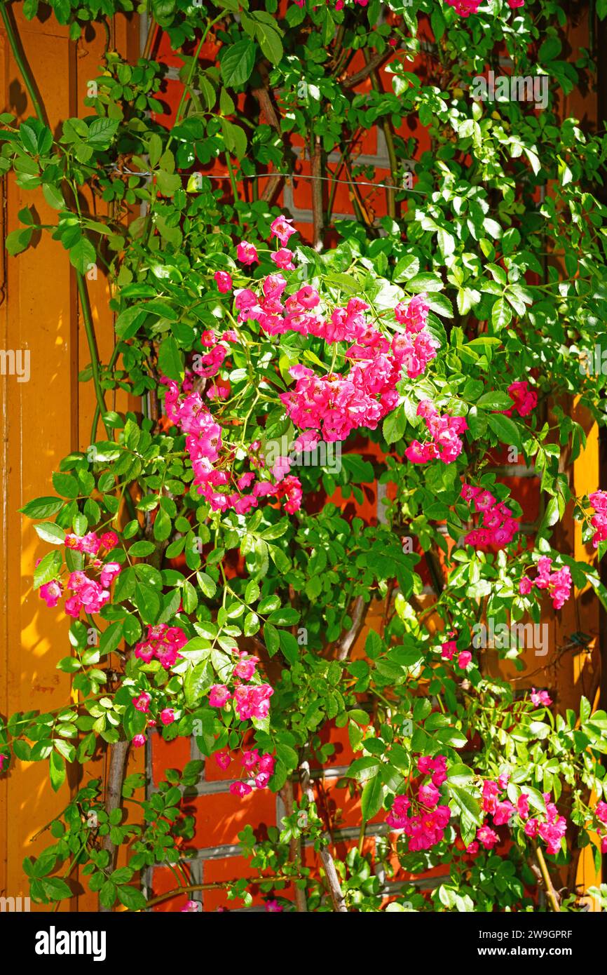 Prolific pink climbing rose growing on a garden wall Stock Photo Alamy