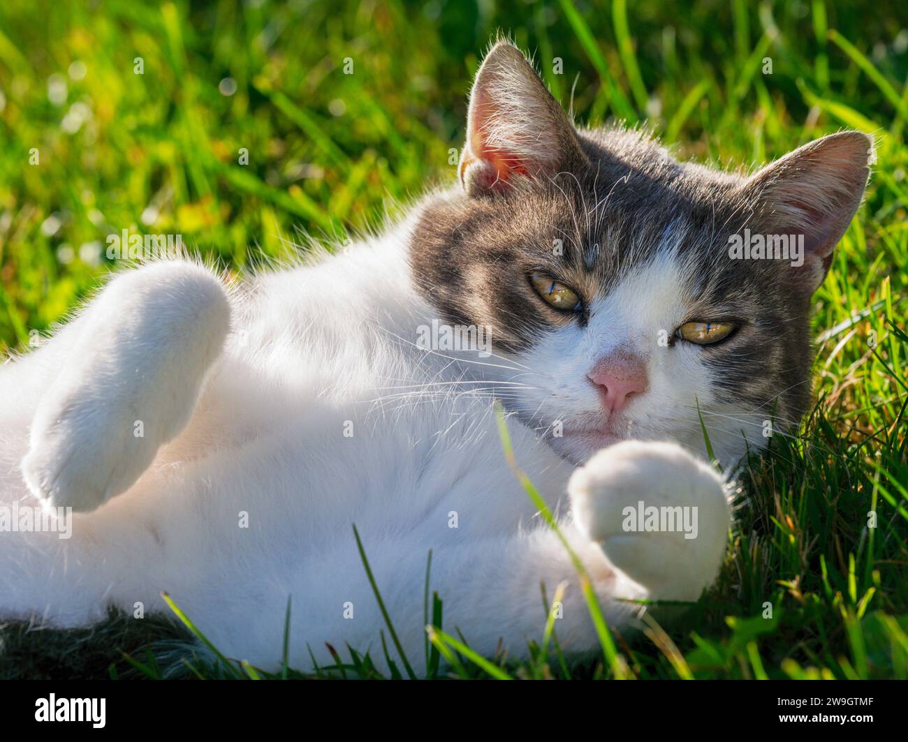 Cute domestic cat lying in the grass Stock Photo