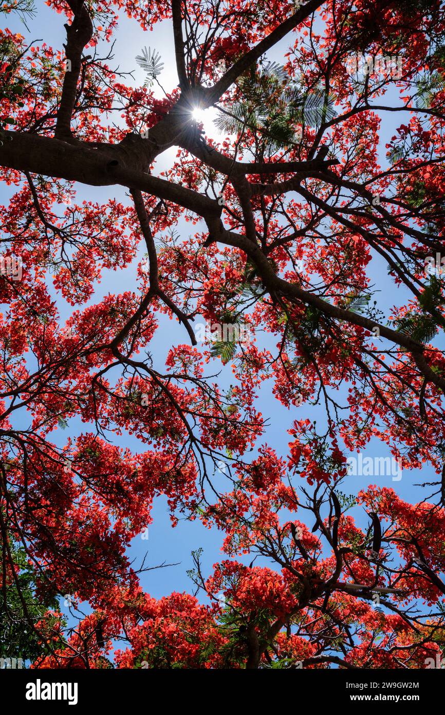 A Flame tree or royal poinciana in flower at Port Douglas, Queensland, Australia Stock Photo