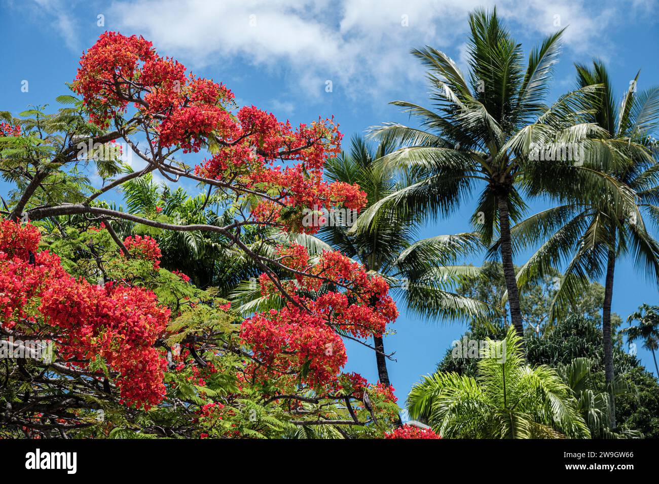 A Flame tree or royal poinciana in flower and coconut palms at Port Douglas, Queensland, Australia Stock Photo