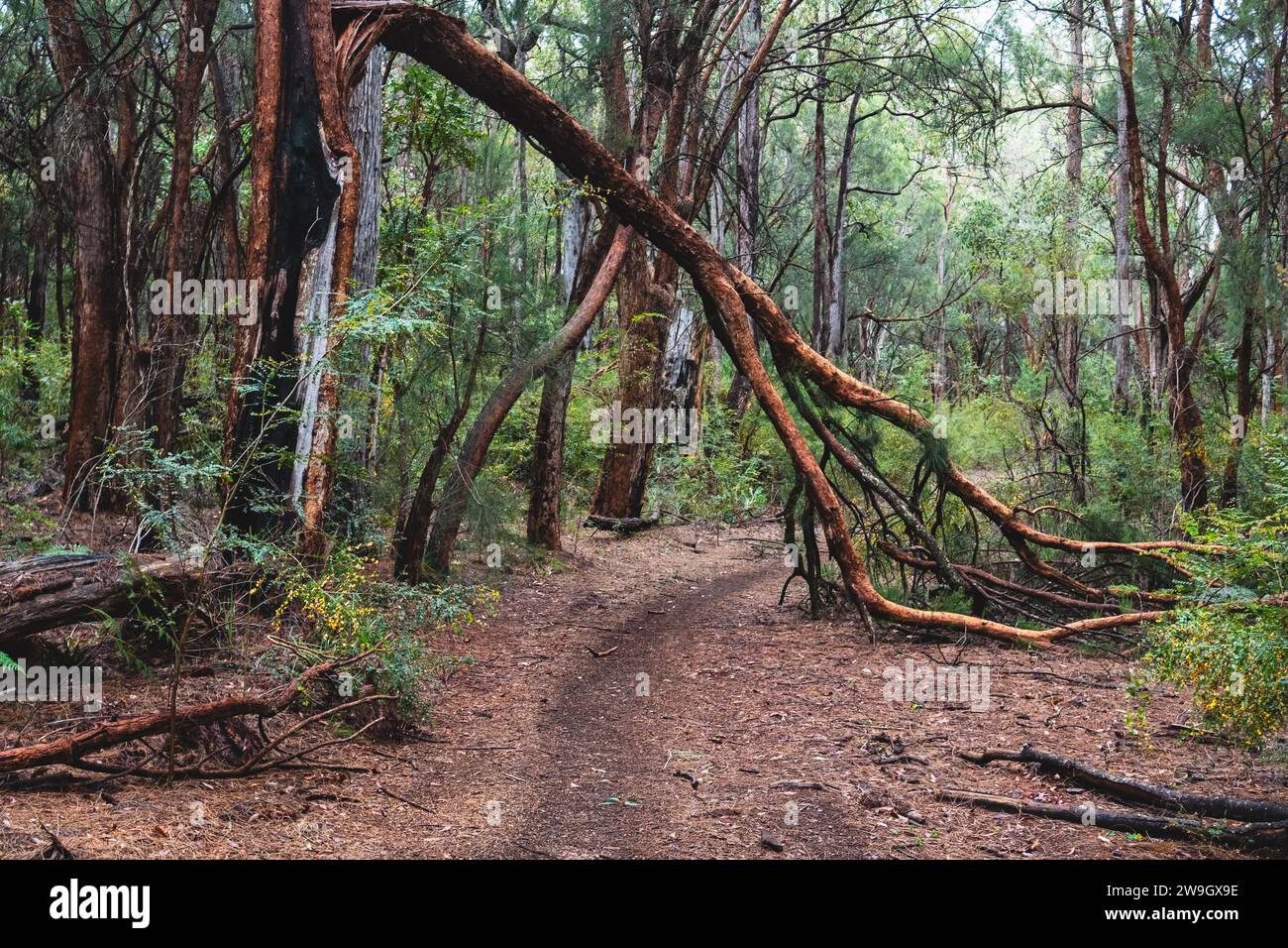 A tree branch fallen across the Munda Biddi Trail near Boyanup, a 1000 kilometre offroad cycling track between Perth and Albany in Western Australia. Stock Photo
