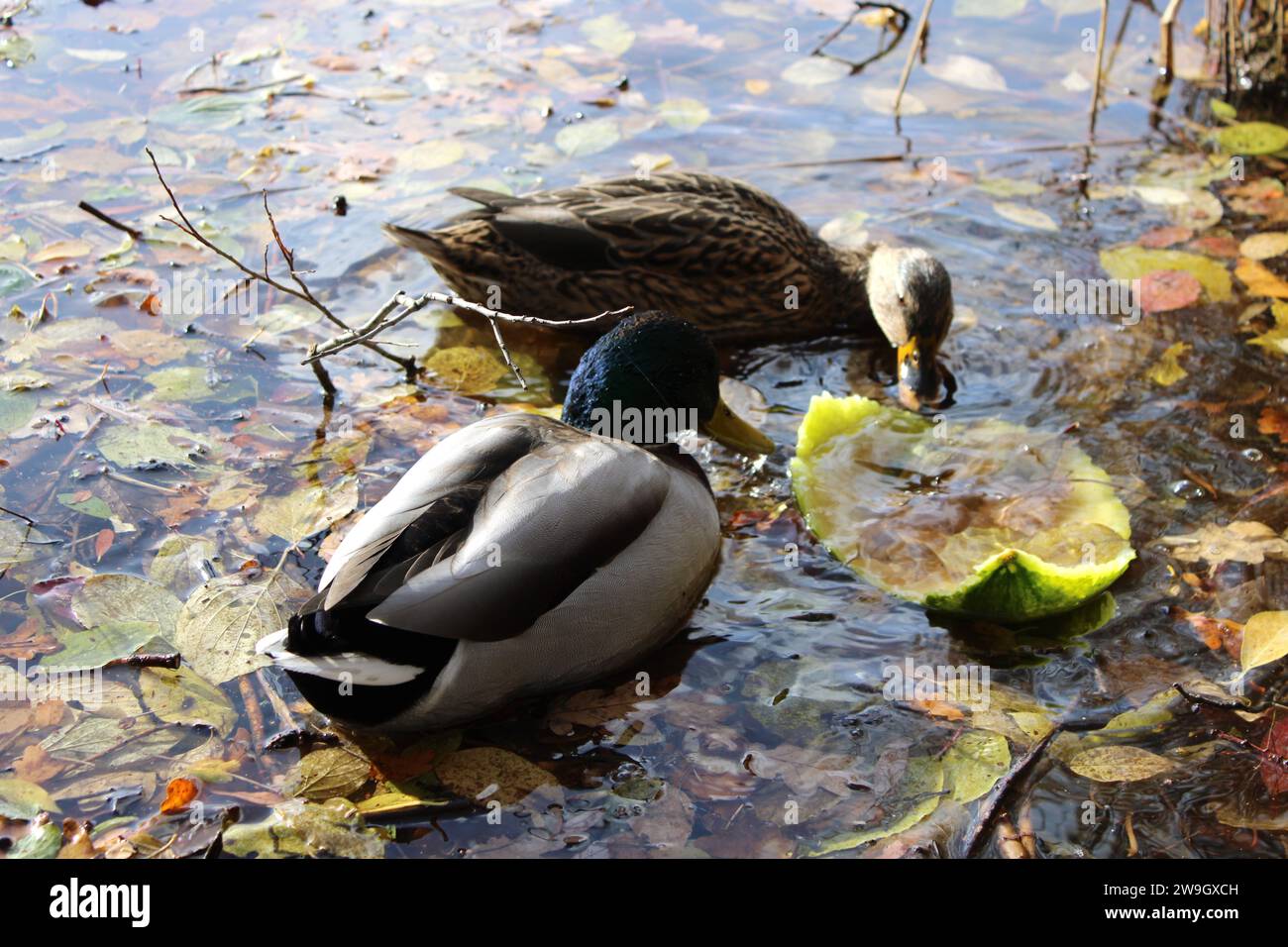Enten essen Müll, Umweltverschmutzung durch Menschen Ducks eating