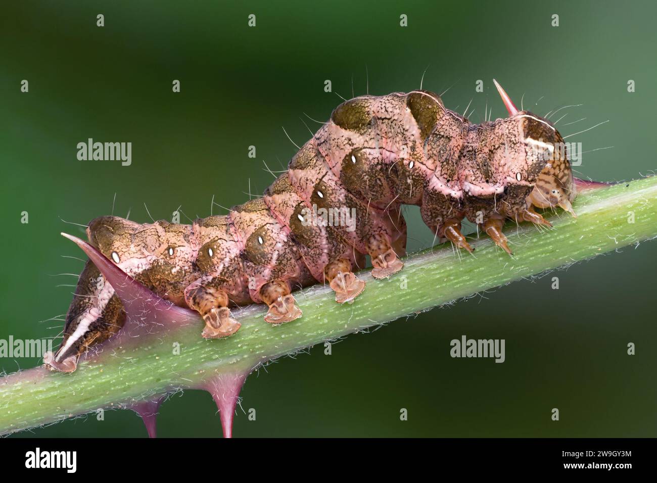 Dot Moth caterpillar (Melanchra persicariae) on bramble stem. Tipperary, Ireland Stock Photo