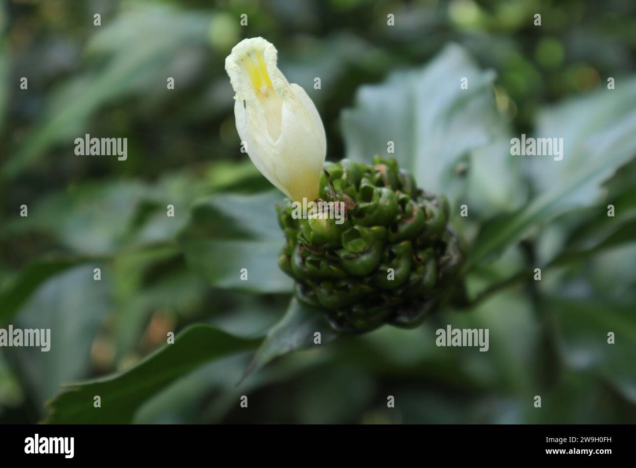 Close up view of a white flower blooming in an inflorescence, the plant belongs to the Costus genus and known as the Spiral Ginger (Costus Dubius). A Stock Photo