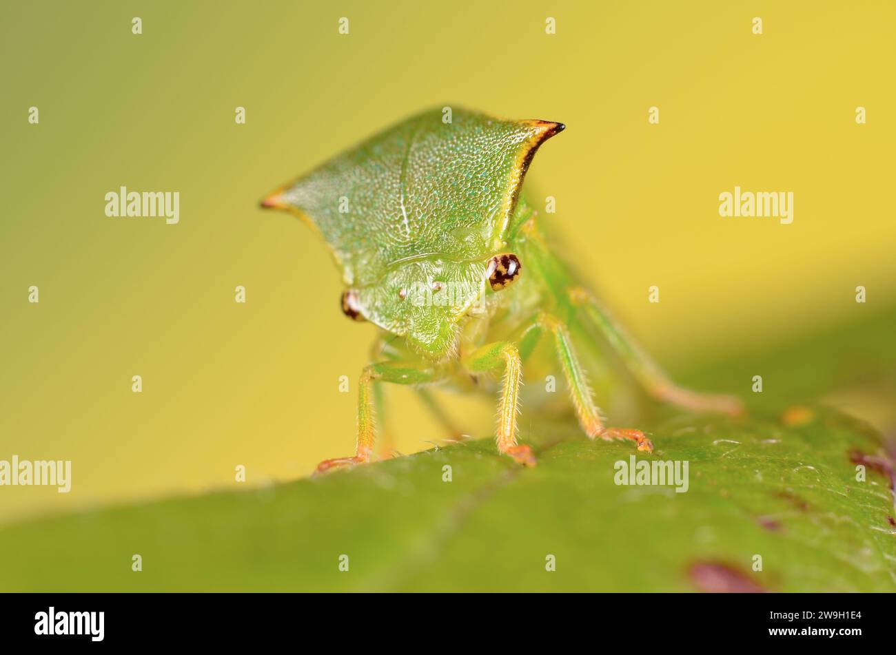 Büffelzikade auf Ast sitzend Stock Photo