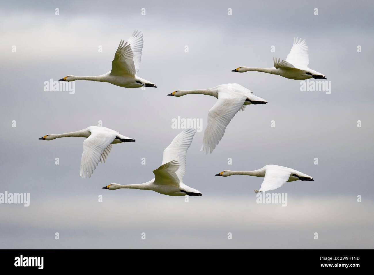 Composite image of a Bewick Swan (Cygnus Bewickii) flying right to left, showing the wings in various positions as it flys past Stock Photo