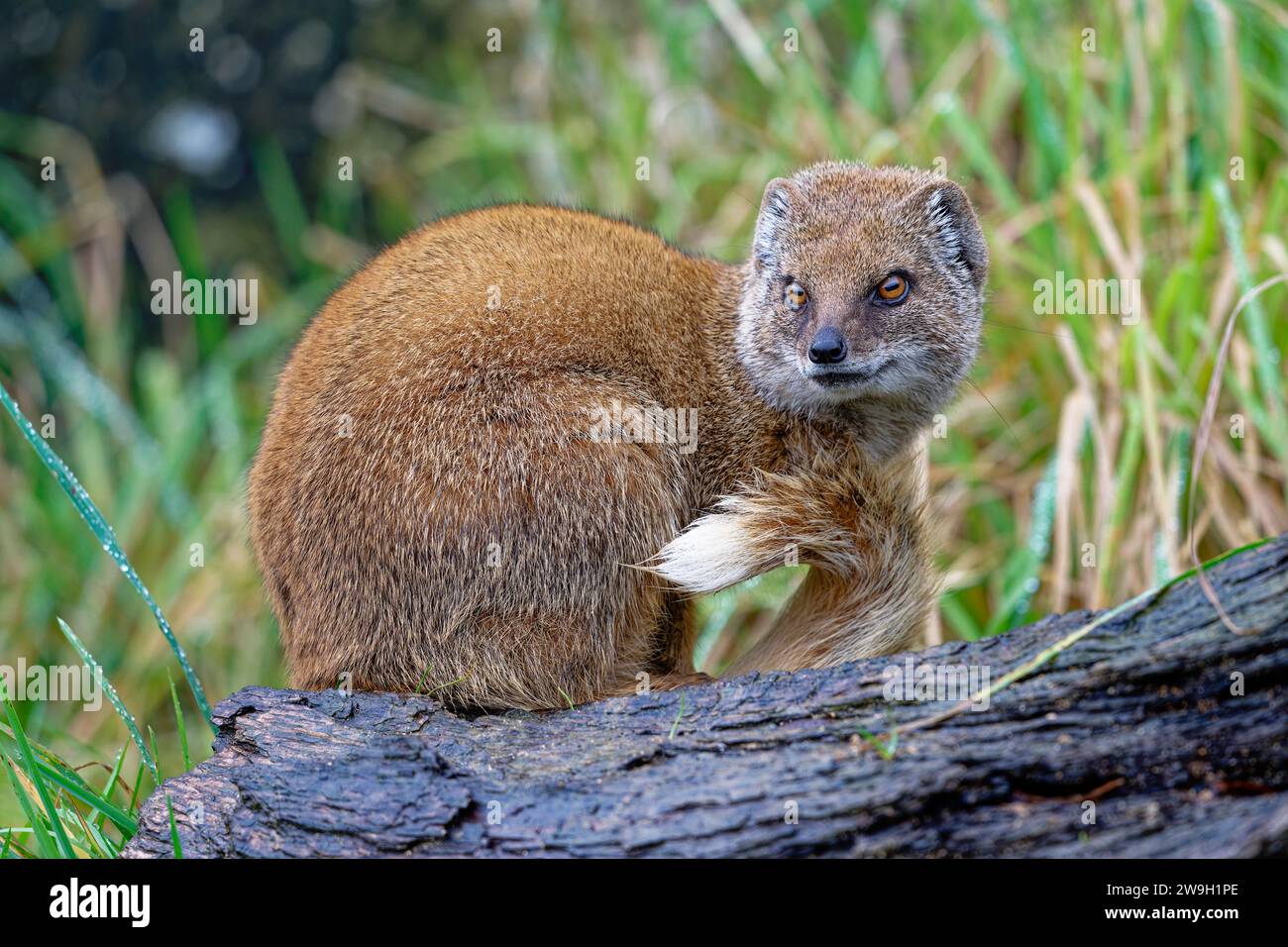 Yellow Mongoose relaxing in the winter sun. Stock Photo