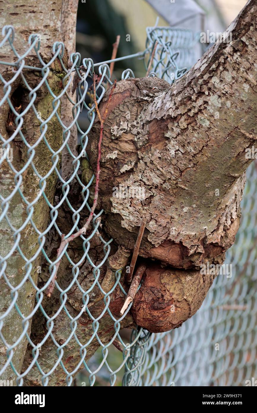 Tree growing around fence hi-res stock photography and images - Alamy