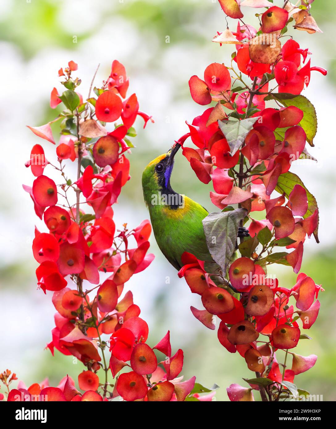 golden-fronted Leafbird(Chloropsis aurifrons) are common resident breeder in India, Sri Lanka, and parts of Southeast Asia. Stock Photo