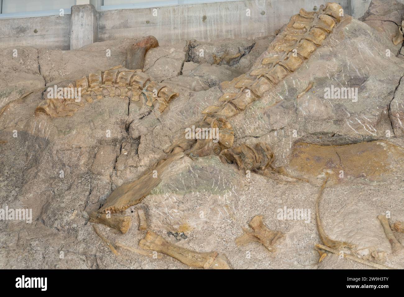 Partiallyexcavated stegosaurus dinosaur bones on the Wall of Bones in