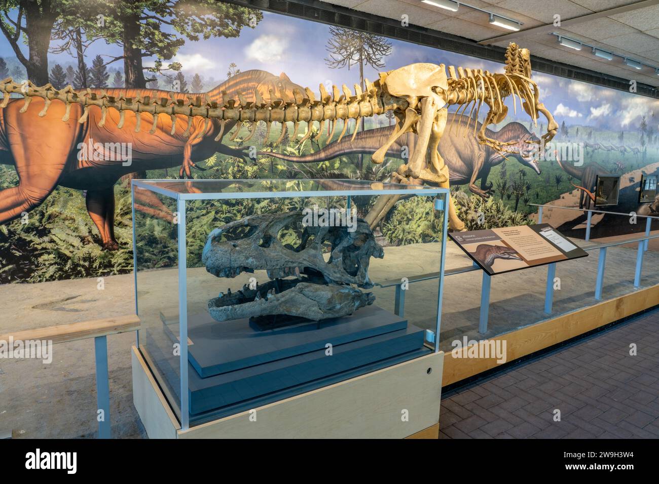 An actual skull of an Allosaurus fragilis in the Quarry Exhibit Hall at