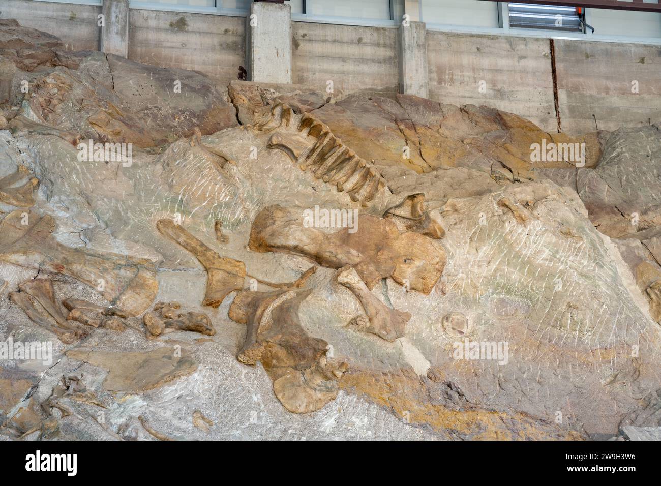 Partially-excavated sauropod dinosaur bones on the Wall of Bones in the Quarry Exhibit Hall, Dinosaur National Monument, Utah. Stock Photo