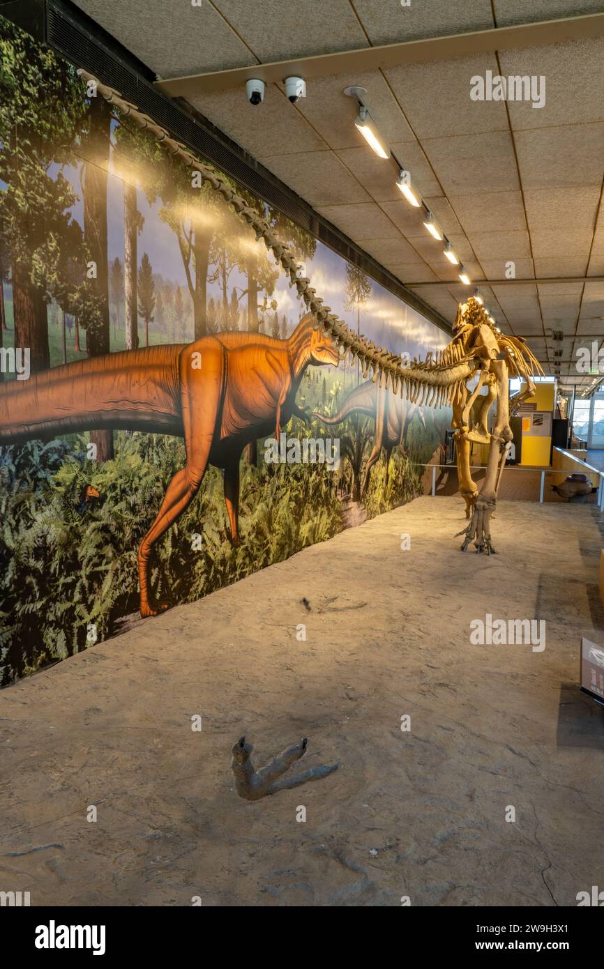 Following the tracks of an Allosaurus fragilis in the Quarry Exhibit