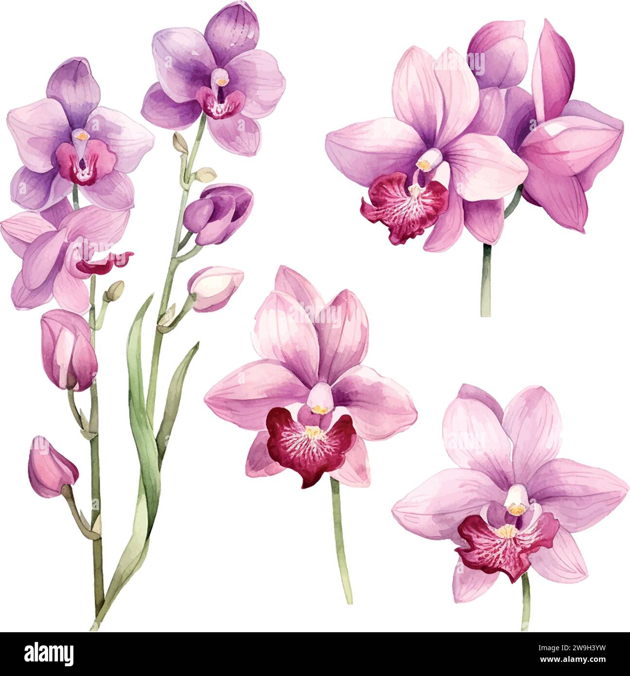 Dendrobium orchid flower Stock Vector Images - Alamy