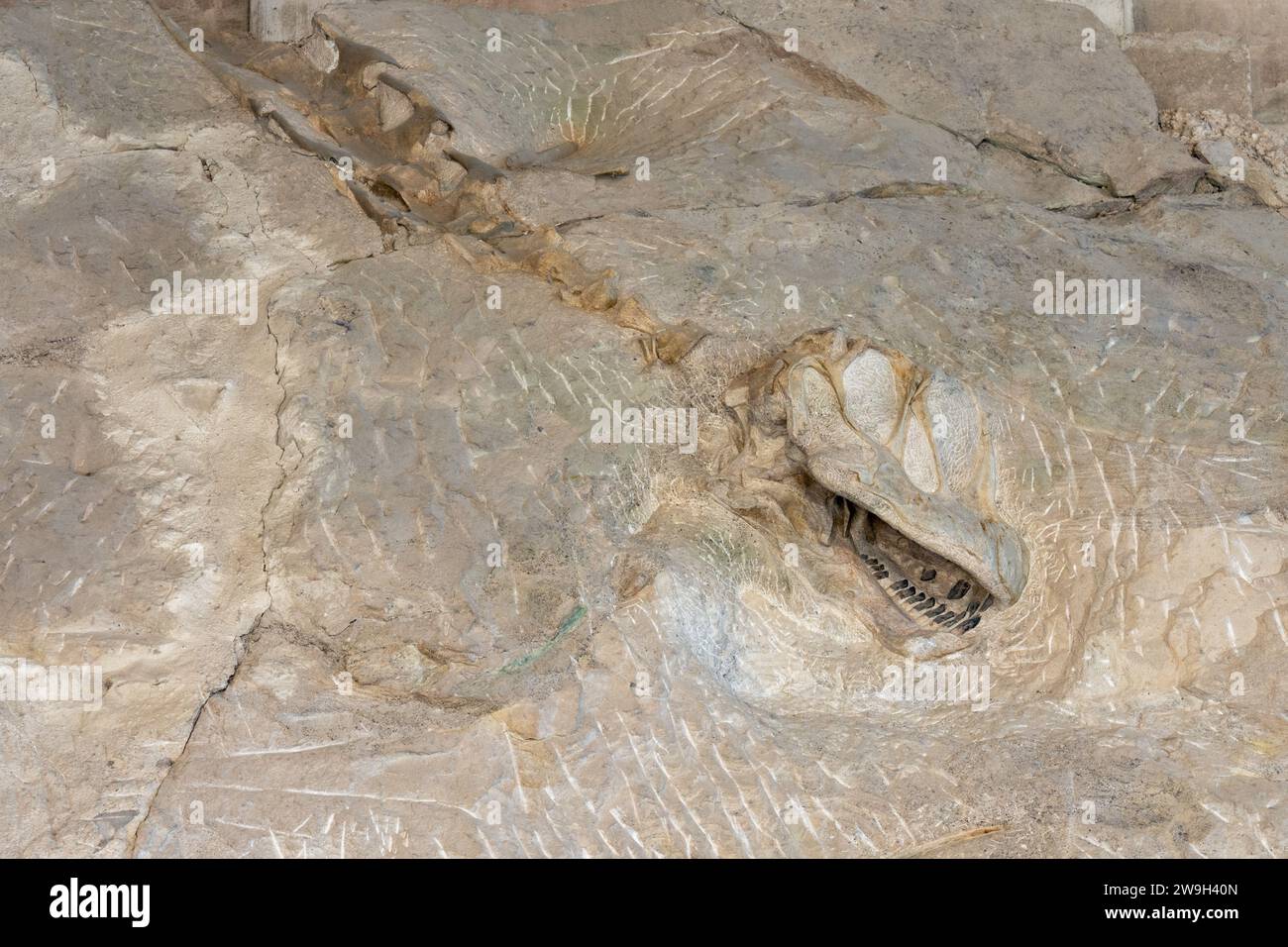 A camarasaurus sauropod skull on the Wall of Bones in the Quarry Exhibit Hall, Dinosaur National Monument, Utah. Stock Photo