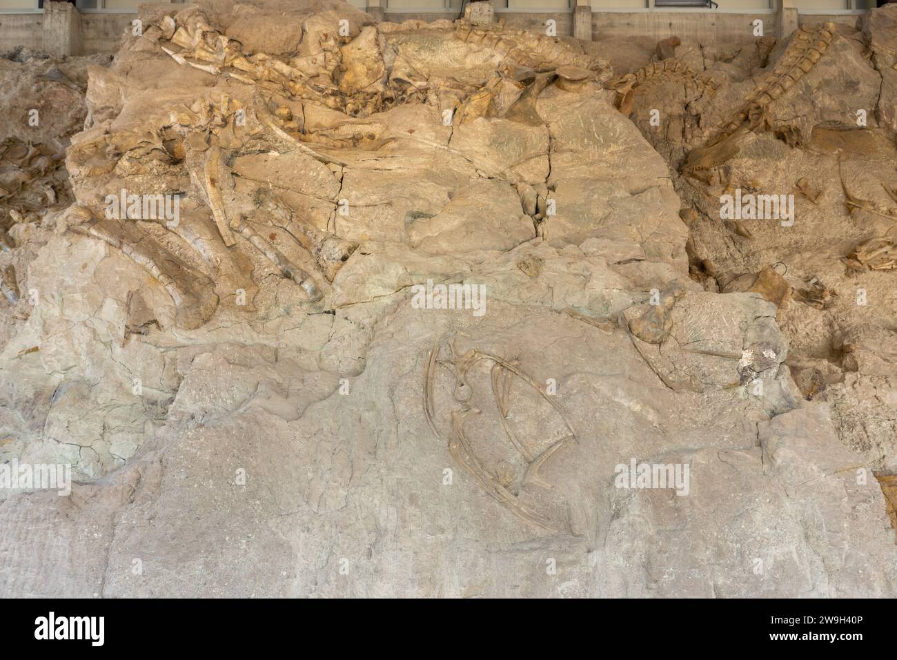 Partially-excavated dinosaur bones on the Wall of Bones in the Quarry Exhibit Hall, Dinosaur National Monument, Utah. Stock Photo