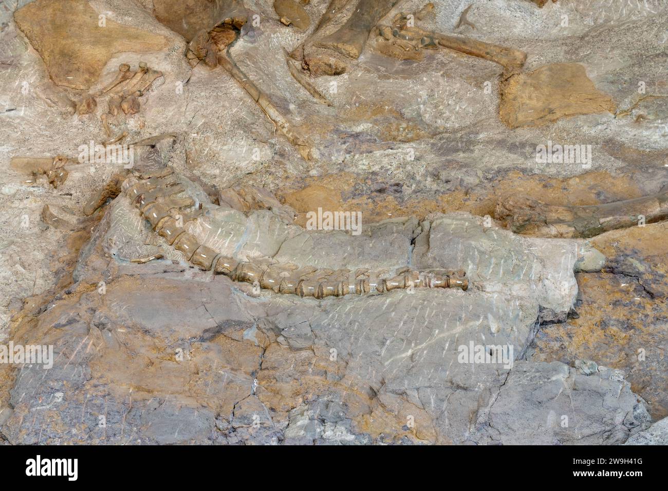 Partially-excavated dinosaur vertabra bones on the Wall of Bones in the Quarry Exhibit Hall, Dinosaur National Monument, Utah. Stock Photo