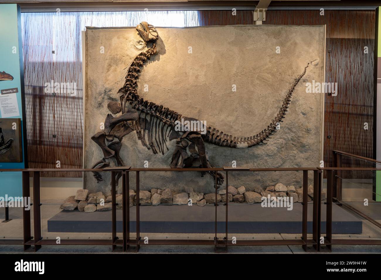 Fossilized skeleton of a young camarasaurus in the Quarry Exhibit Hall of Dinosaur National Monument in Utah.  This is the most complete sauropod skel Stock Photo