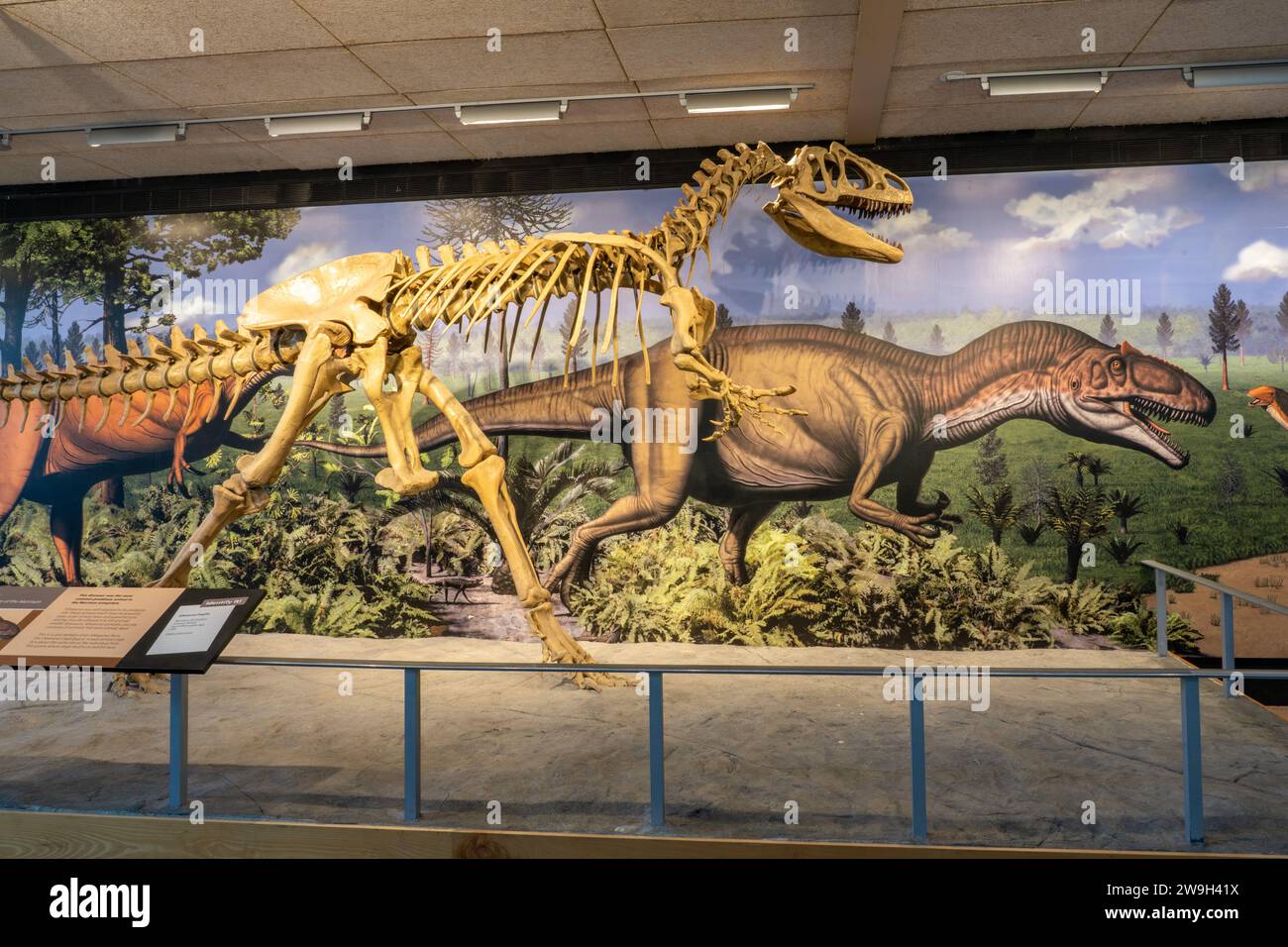 A skeleton cast of an Allosaurus fragilis in the Quarry Exhibit Hall at Dinosaur National Monument in Utah. Stock Photo