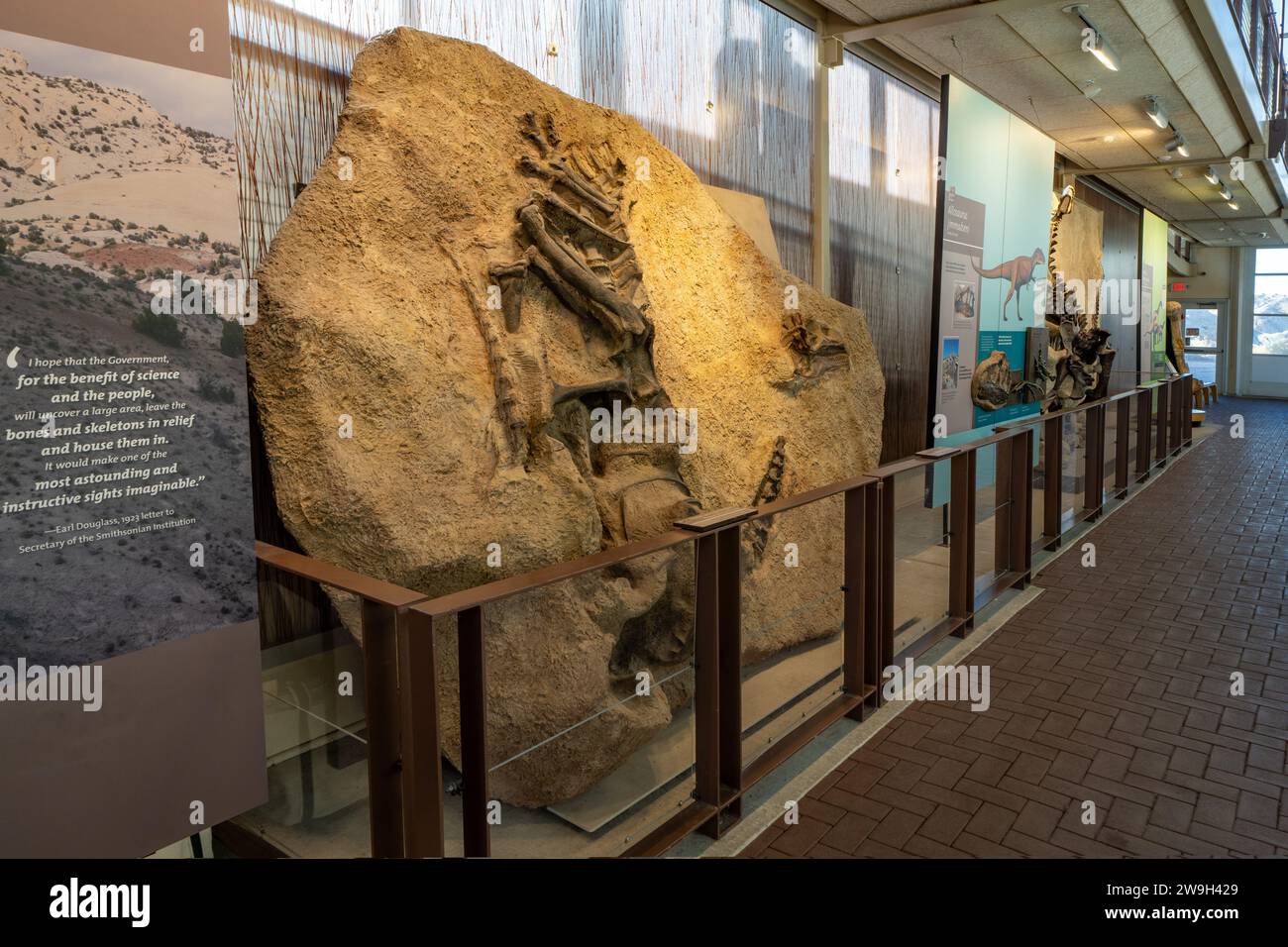 Allosaurus jimmadseni dinosaur exhibit in the Quarry Exhibit Hall in Dinosaur National Monument. Jensen, Utah. Stock Photo