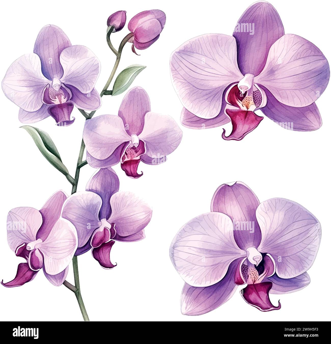 flower, orchid watercolor botanical bloom Stock Vector Image & Art - Alamy