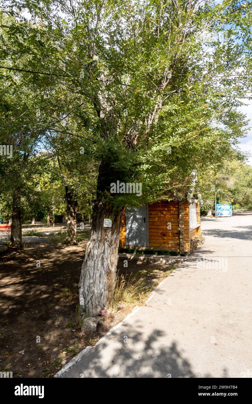 A 19th century elm tree, ulmus, planted in an Aqtobe park Kazakhstan. The sign shows the date the tree was planted - 1880 Stock Photo