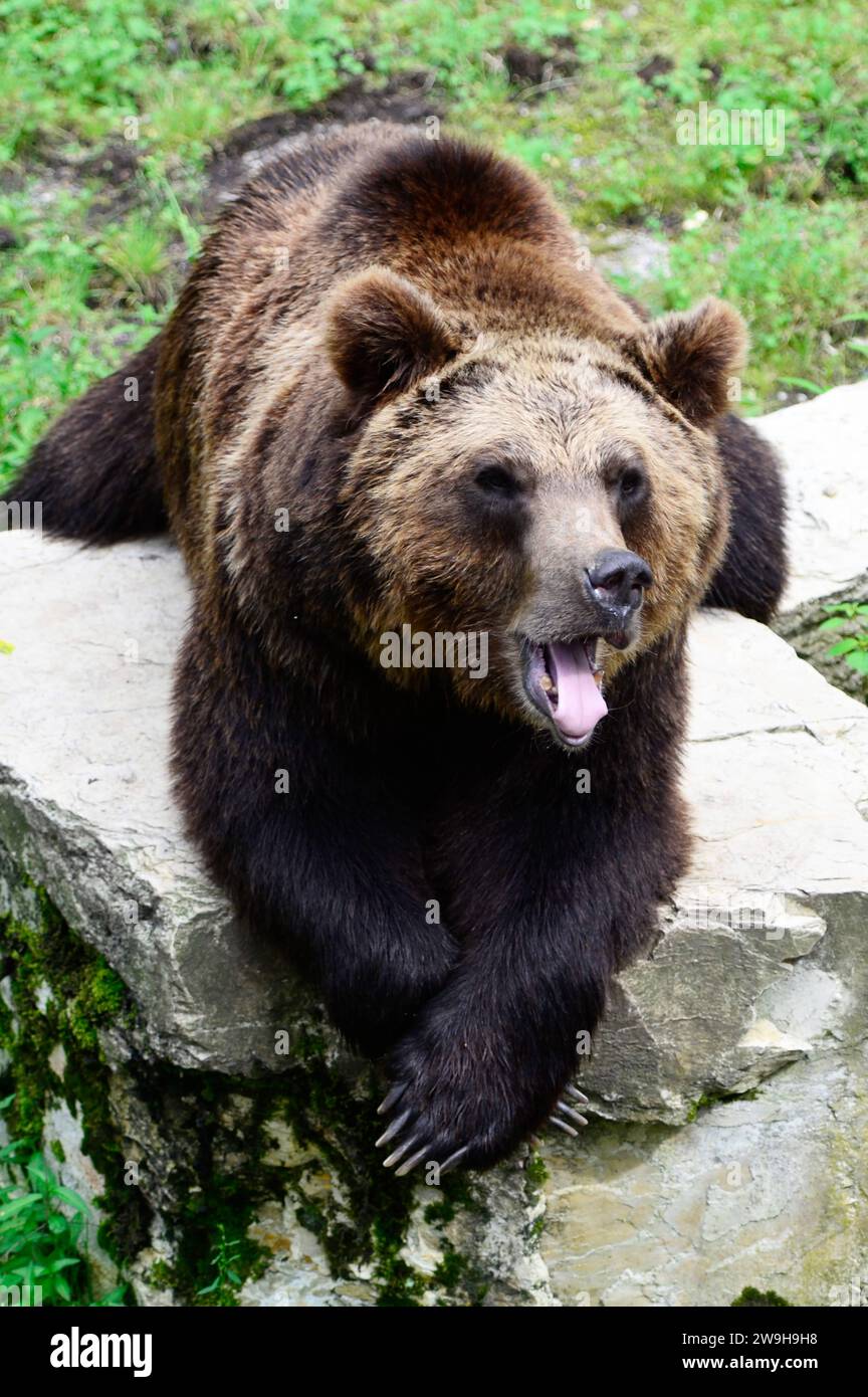 deutschland-natur-2023-braunb-r-ursus-arctos-braunb-r-germany