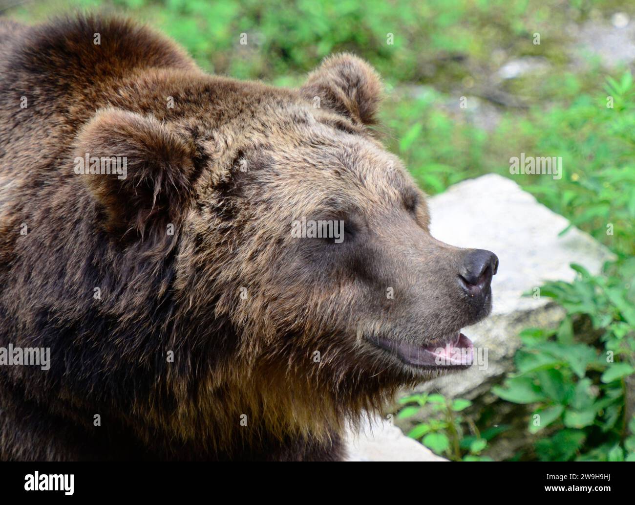 deutschland-natur-2023-braunb-r-ursus-arctos-braunb-r-germany