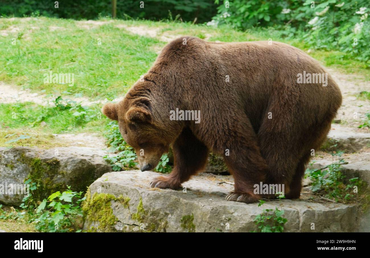 deutschland-natur-2023-braunb-r-ursus-arctos-braunb-r-germany