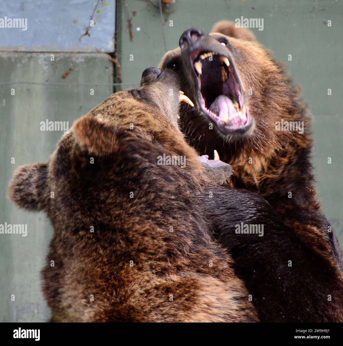 deutschland-natur-2023-braunb-r-ursus-arctos-braunb-r-germany
