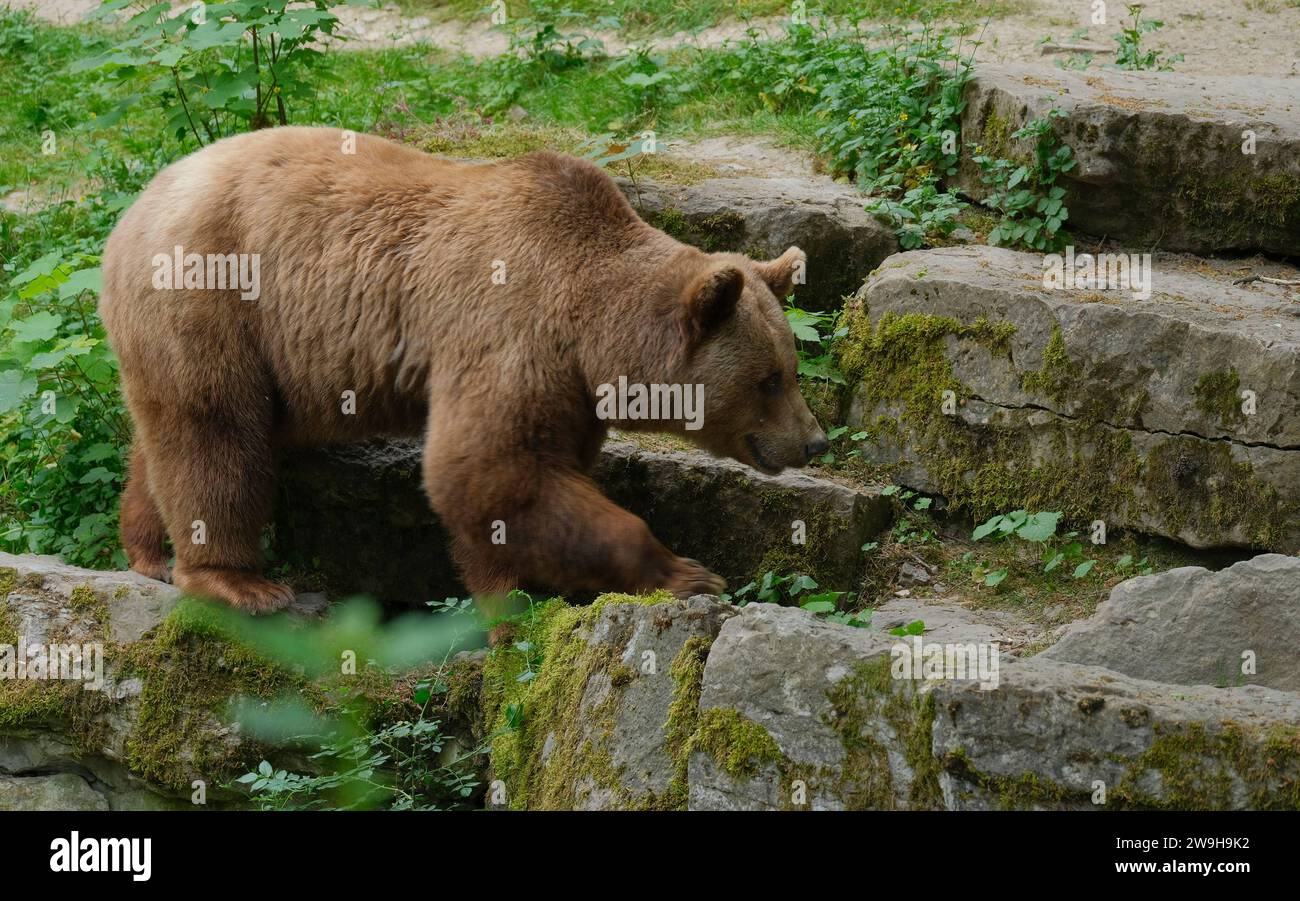 deutschland-natur-2023-braunb-r-ursus-arctos-braunb-r-germany