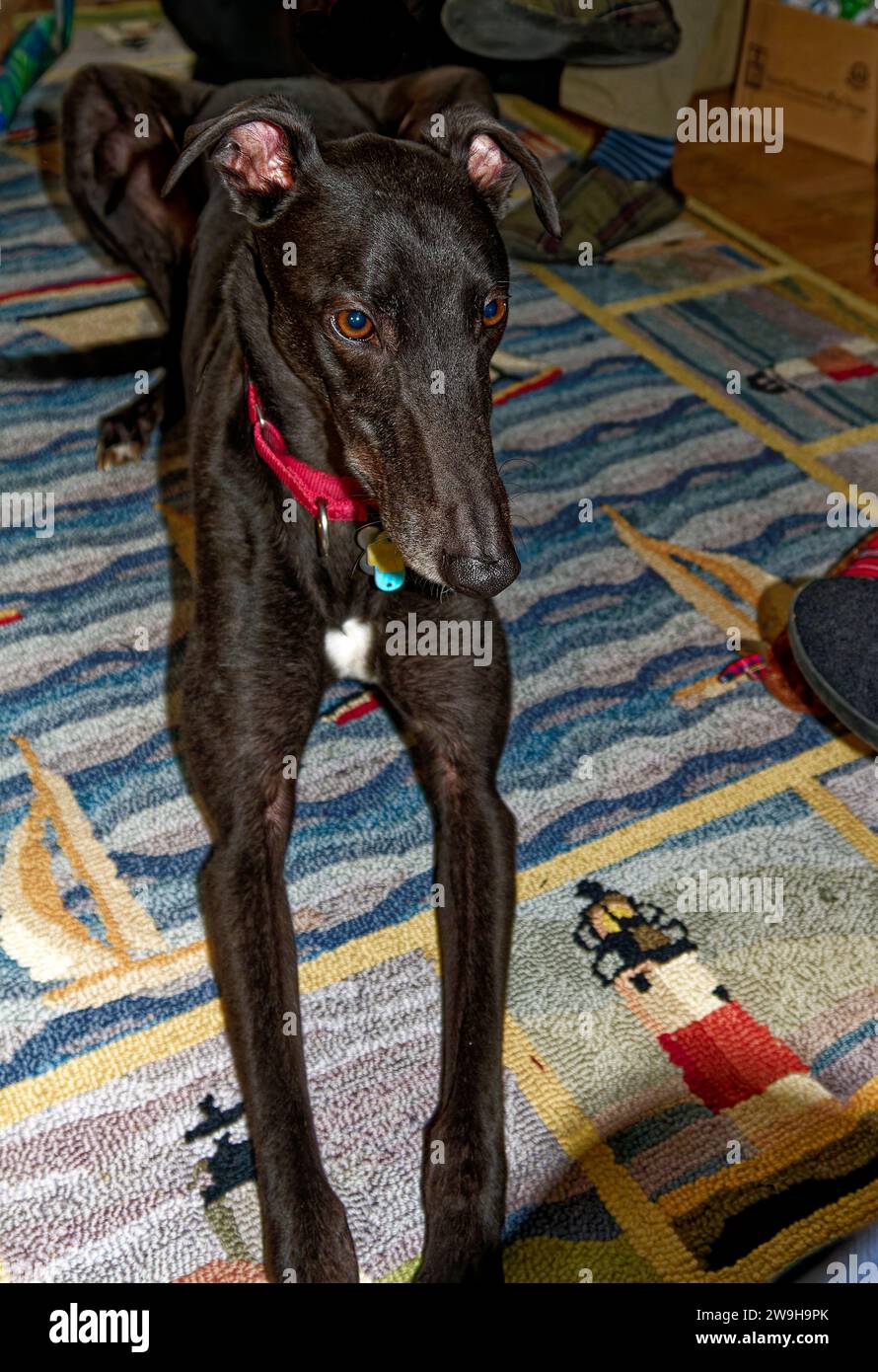 greyhound dog, sitting on rug, long legs stretched out, pointed snout