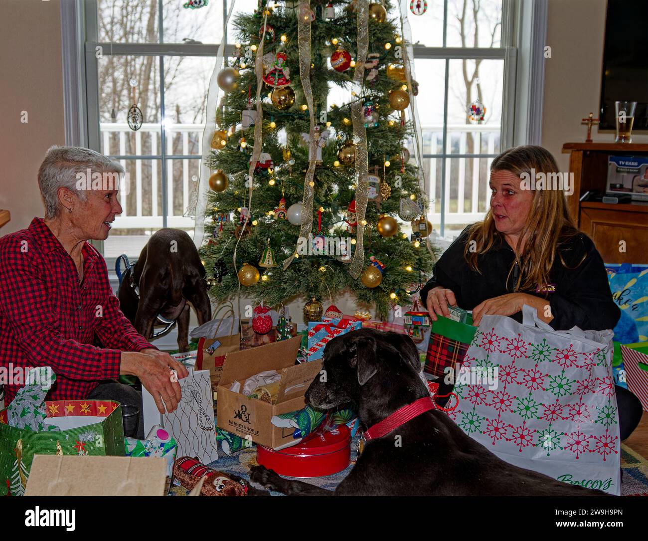 family Christmas, gift opening, 2 women, activity, fun, interaction, people, happy, excitement, holiday, 2 dogs, decorated tree, MR, PR Stock Photo