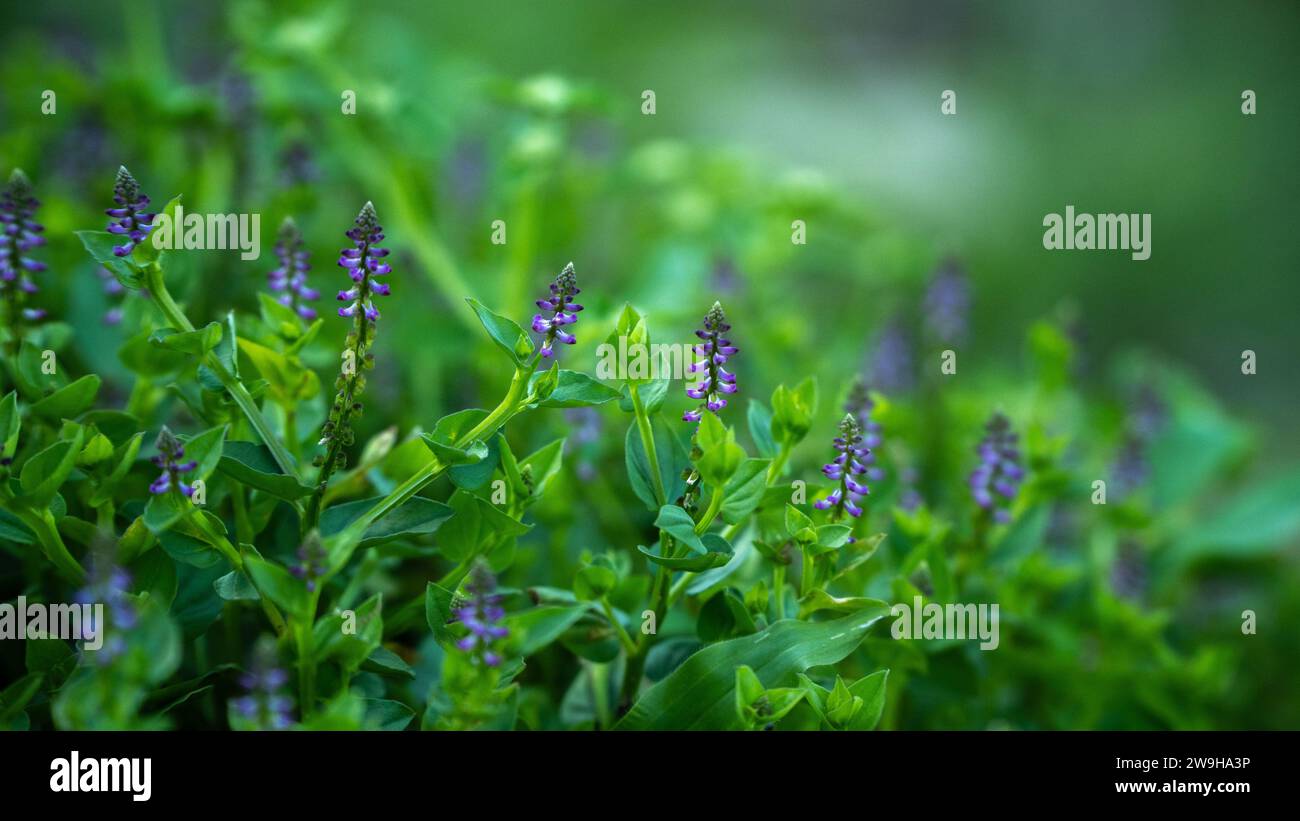 Flowers of salvia farinacea benth Stock Photo
