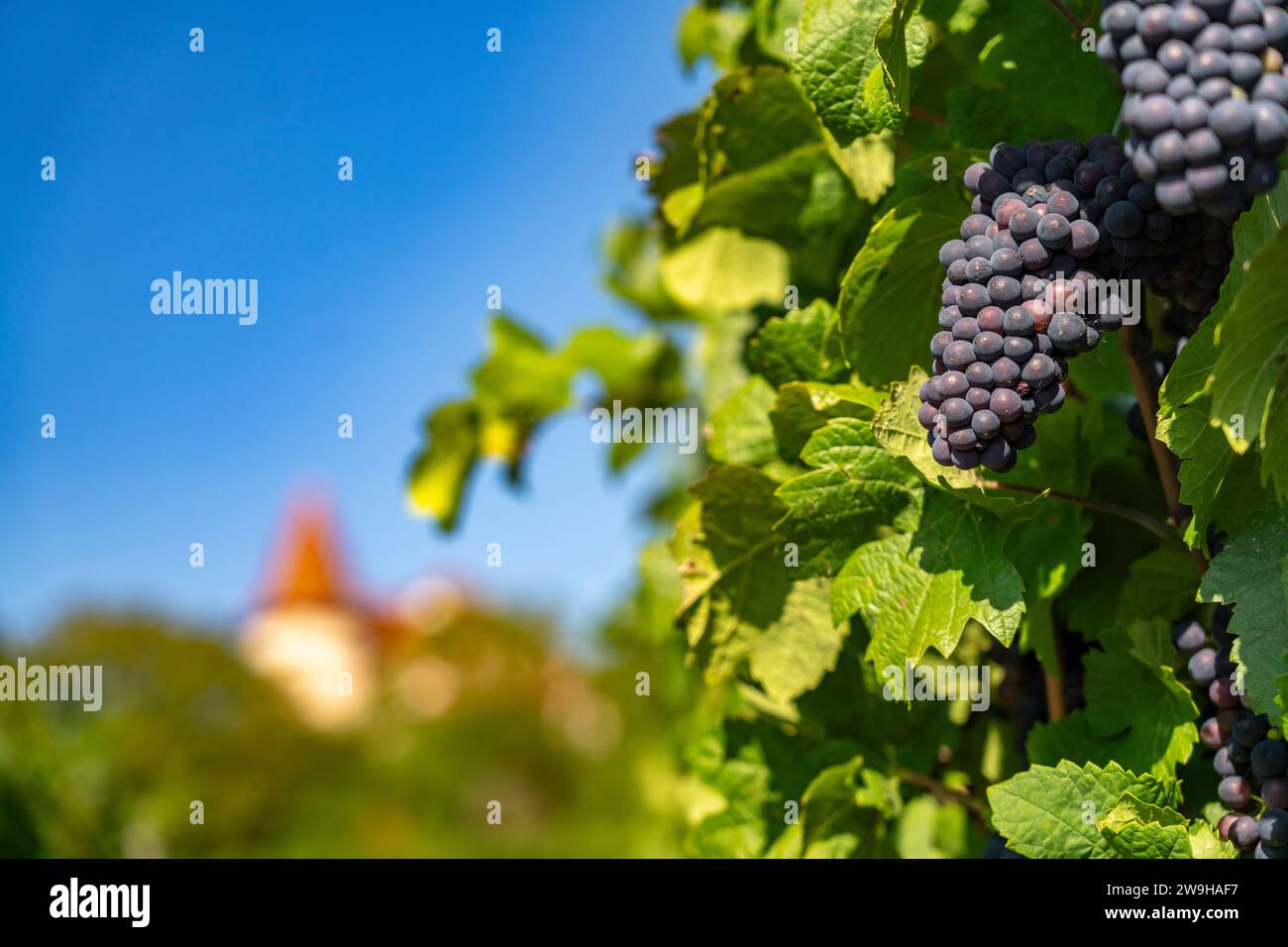 Weintrauben an einem Weinberg in Zellenberg, Elsass, Frankreich  |  grapes of a vineyard in Zellenberg, Alsace, France Stock Photo