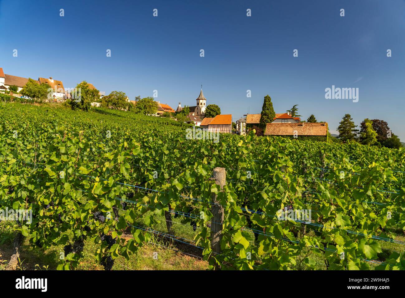 Weinberg in Zellenberg, Elsass, Frankreich  |  vineyard in Zellenberg, Alsace, France Stock Photo